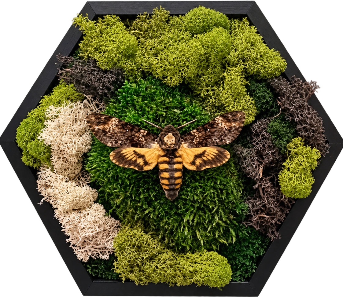 Moss and bee: Composizione esagonale verde con un insetto al centro